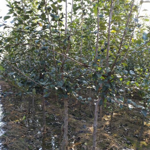 沂水县烟富系列苹果树 2.0~2.5米