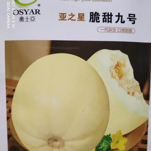 沭阳县脆甜九号甜瓜种子薄皮高产抗病:含糖量高耐贮耐运优质甜瓜种子