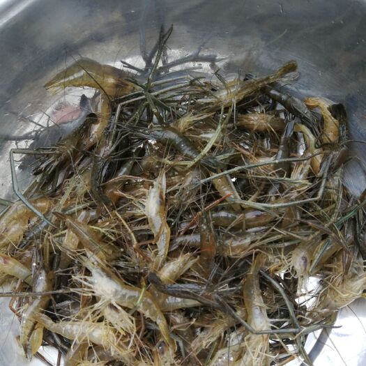 浮梁县河虾