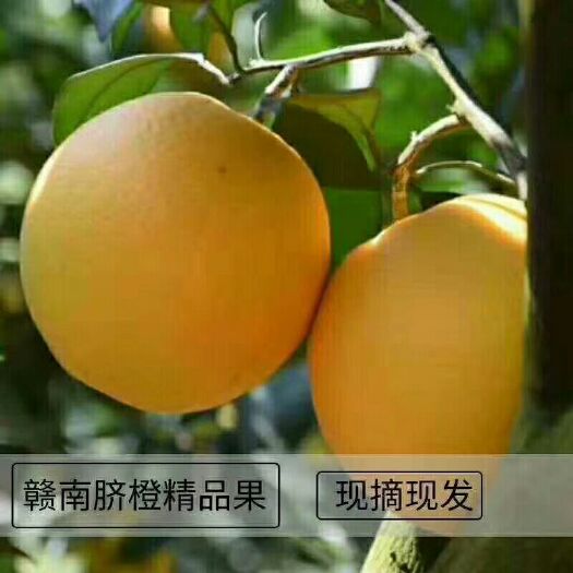 北流市赣南脐橙 4-8两 80-85mm