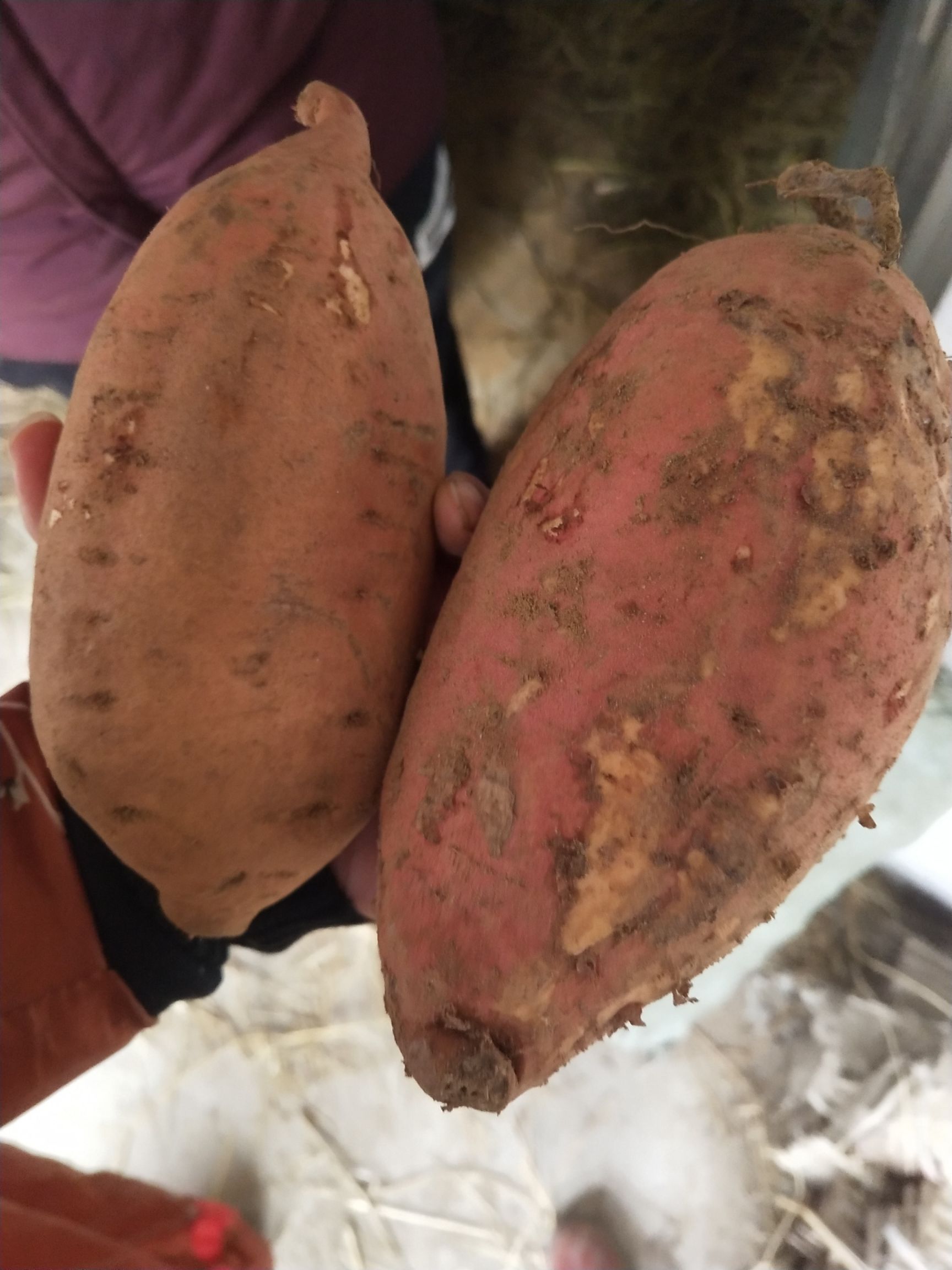 临沂烟薯25真沙地蜜薯烤薯