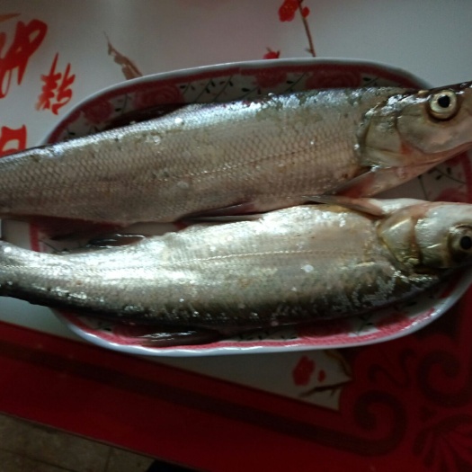 宿松县白条鱼 淡水白鱼  天然泊湖白鱼