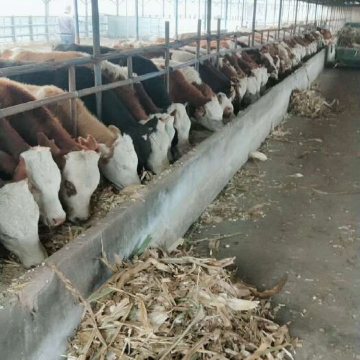 忻州西门塔尔牛 200-300斤 母牛 