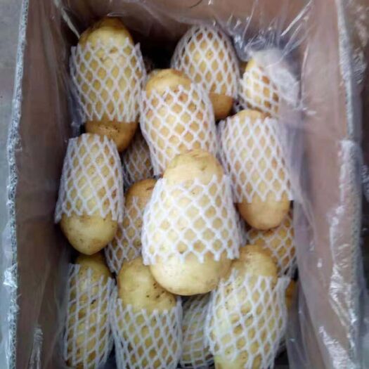 沂水县荷兰15号土豆 3两以上