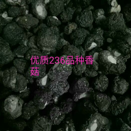 顺昌县金钱干菇 袋装 1年以上 