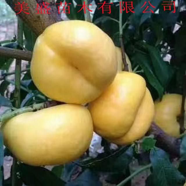 黄金蟠桃树苗 0.5~1米
