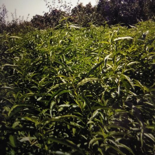 冠县 中油四号桃树苗，70公分起步，价格1－1.5元
