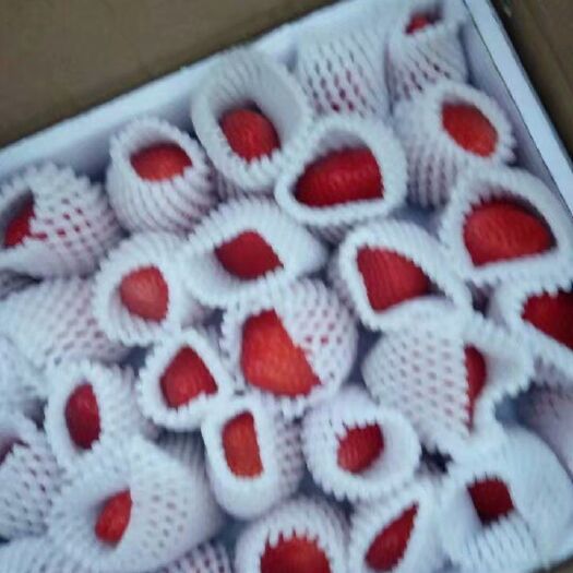 莒南县 预售优质甜宝草莓