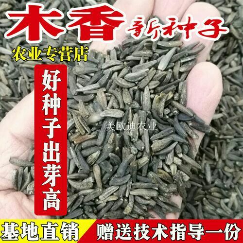昆明云木香种子 新种子(高出芽率)基地直销