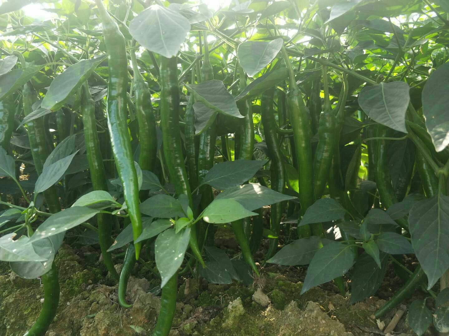 供应大厅  蔬菜 辣椒 商品属性 品种名:8号线椒 商品详情 位于广东