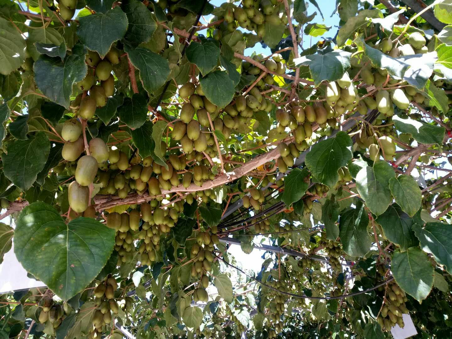 软枣猕猴桃  鲜果已经过季了，需要苗联系我，我家树苗都是品种苗，