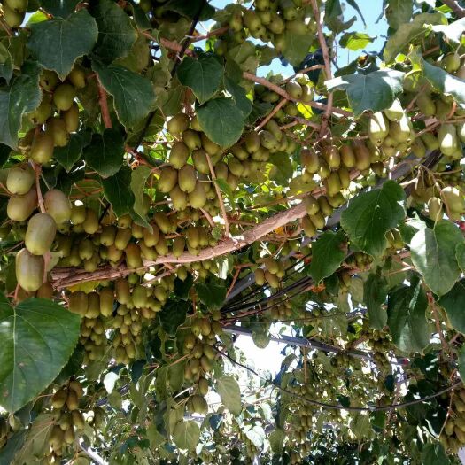 软枣猕猴桃  鲜果已经过季了，需要苗联系我，我家树苗都是品种