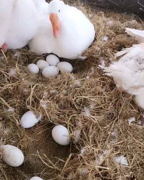 沭阳县土鹅蛋 孵化 箱装 