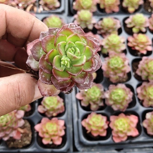 徐州蒂亚 基地大棚主一手货源