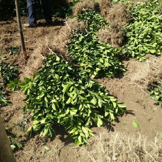 上犹县脐橙树苗 杯苗袋苗 0.5~1米