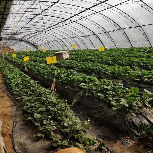 北京红颜草莓 20克以上