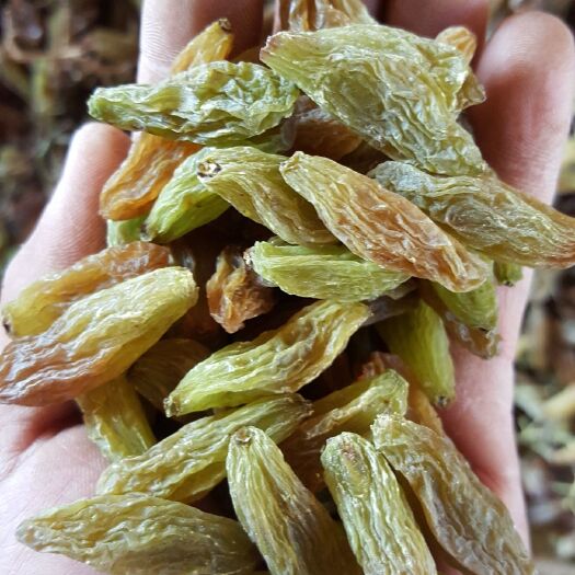 鄯善县 绿香妃葡萄干小包装中小颗粒