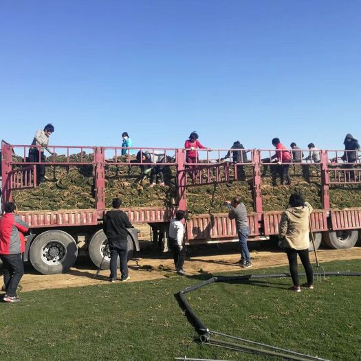 中牟县 百慕大河南草坪基地直销