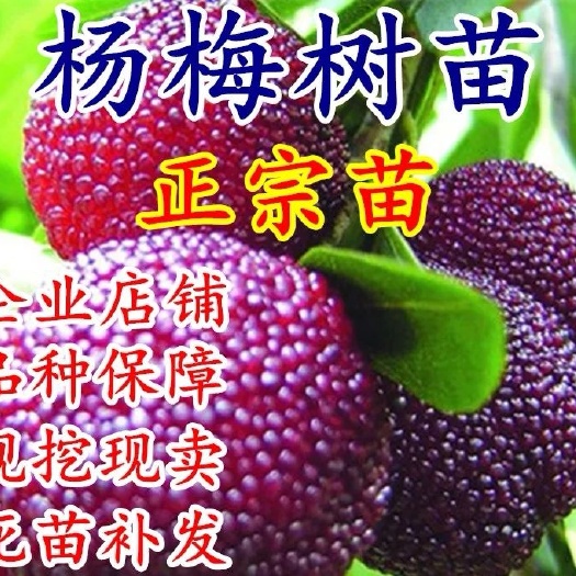 平邑县东魁杨梅树苗 基地直销，现挖现卖，保成活，保品种。
