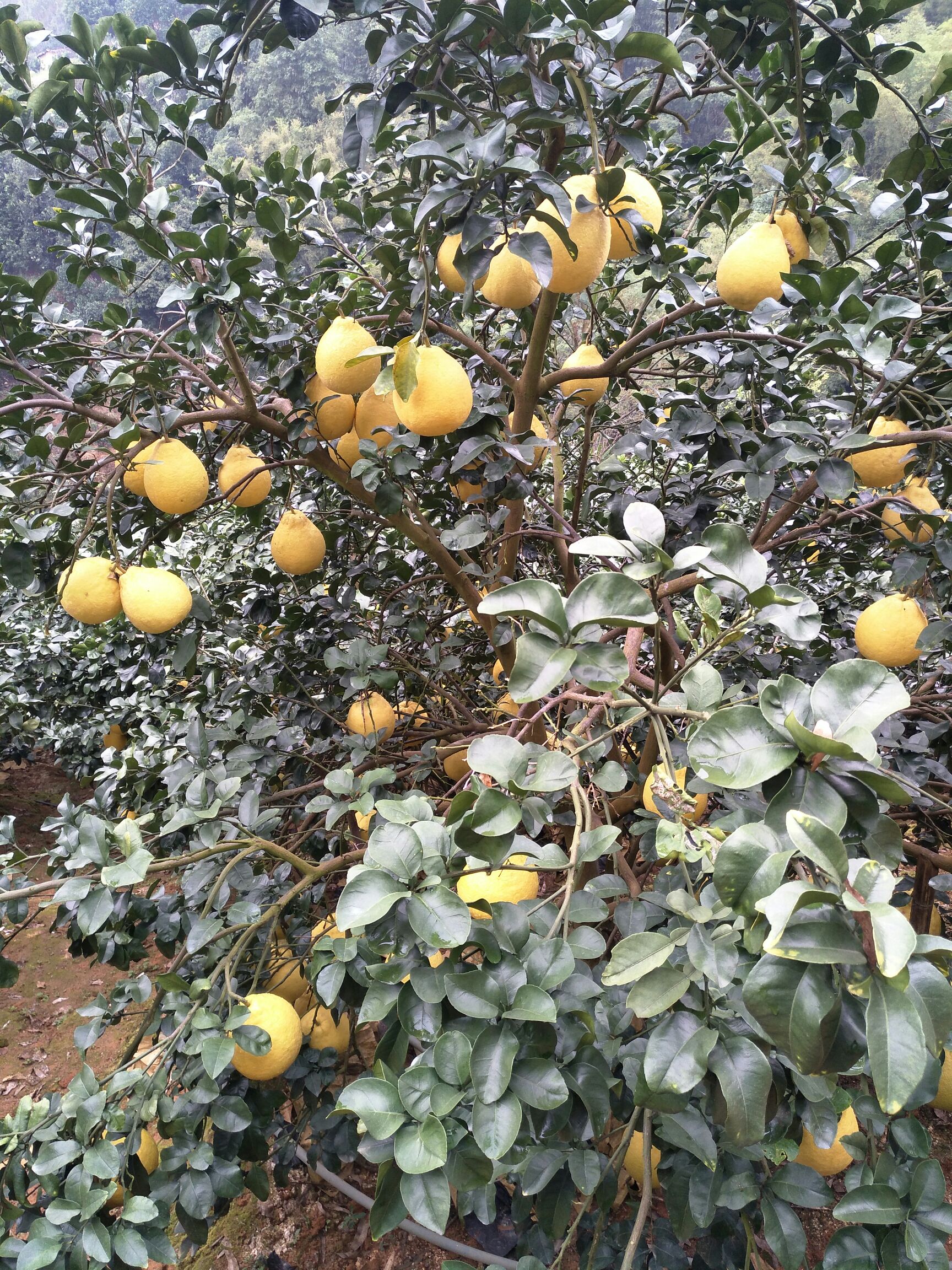 沙田柚 2斤以上