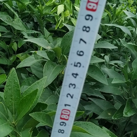 金华爱媛28号柑桔苗 嫁接苗 0.35~0.5米 
