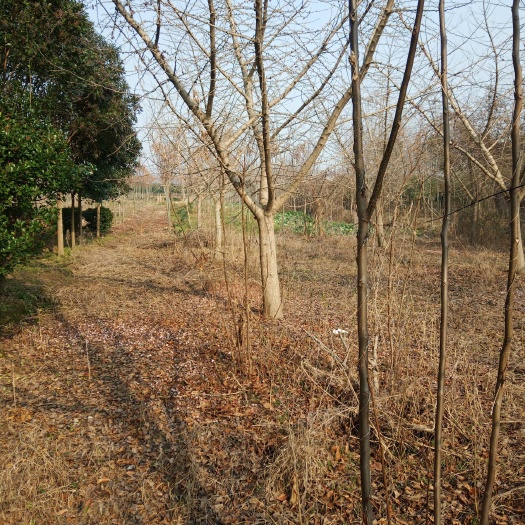 东台市银杏嫁接苗