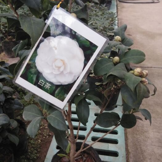 沭阳县山茶花 20~30cm