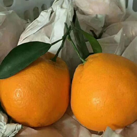 蒲江县耙耙柑 统货 4两以上