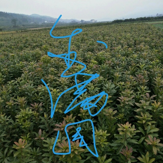 靖州县杨梅树 实生苗
