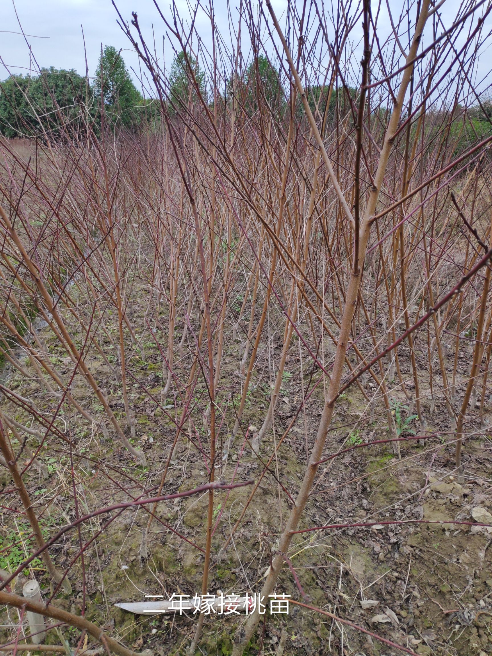 奉化水蜜桃苗 。量大優(yōu)惠，種植方便，管理簡單。