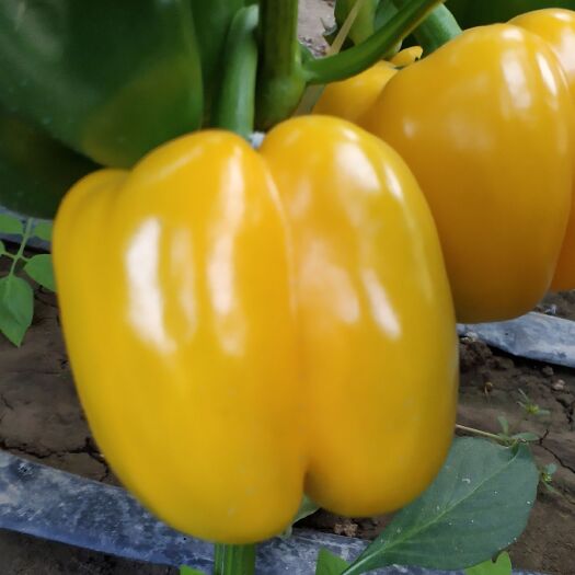 淄博彩椒 5~10cm 甜辣 黄色 