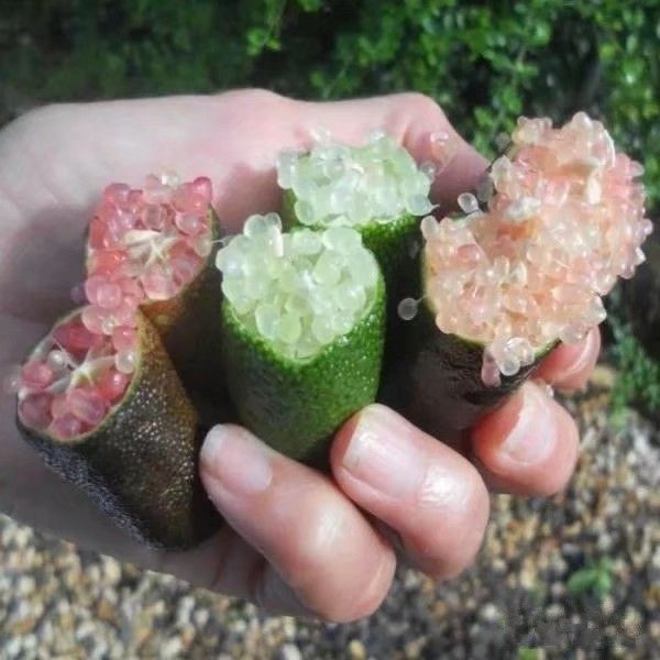 手指柠檬嫁接苗