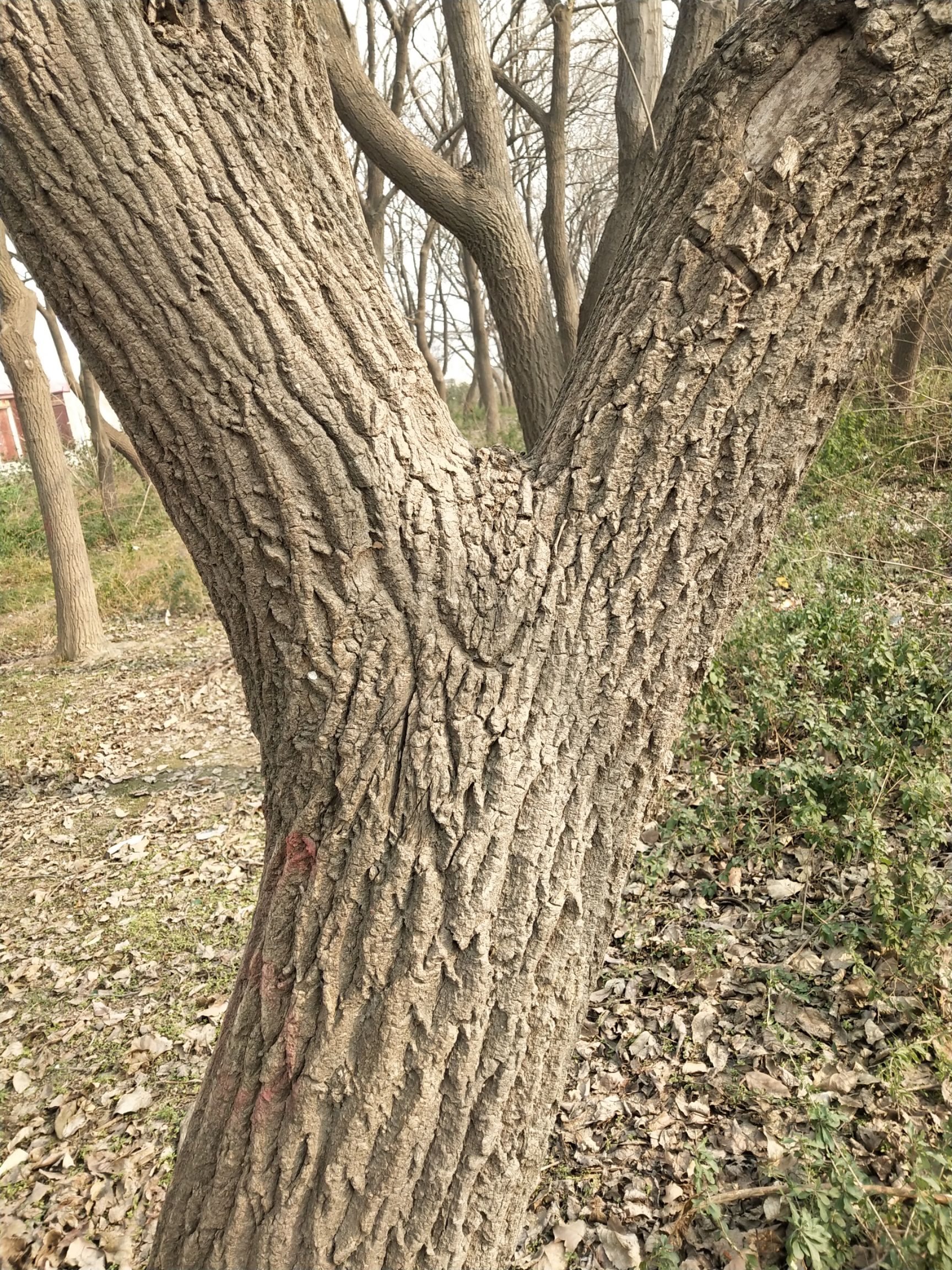 杜仲树。大树。出售出售，出售