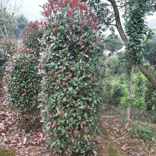 长沙红叶石楠柱