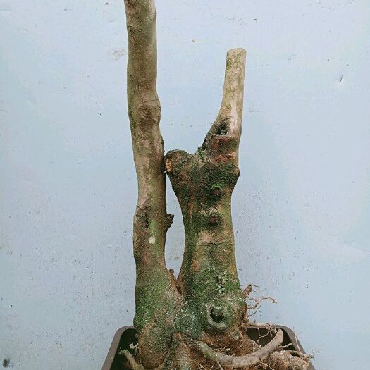 宜黄县茶梅 100~140cm 