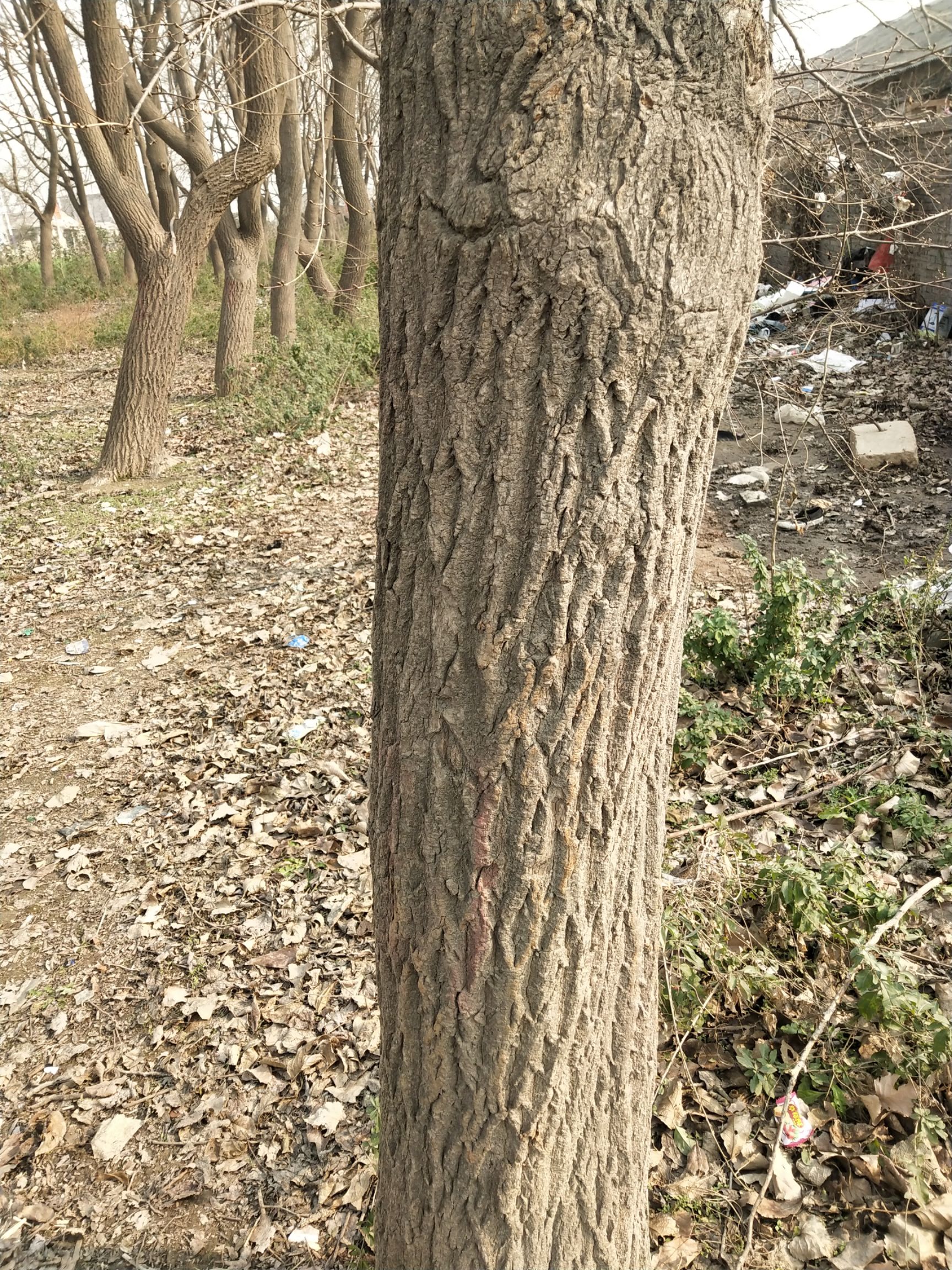 杜仲树。大树。出售出售，出售