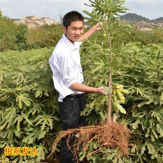 平邑县青皮无花果树苗