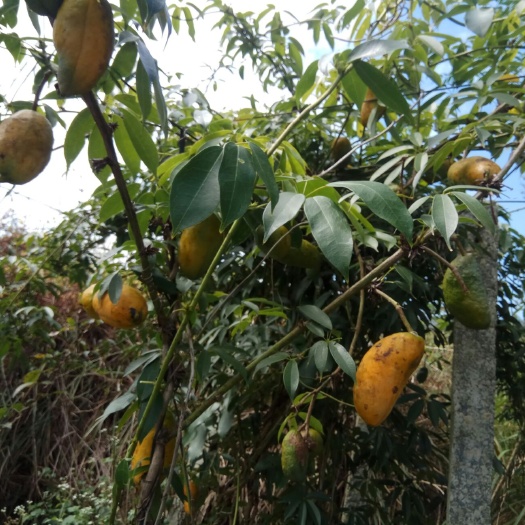 九月黄金蕉苗 黄金蕉九月黄管理经验