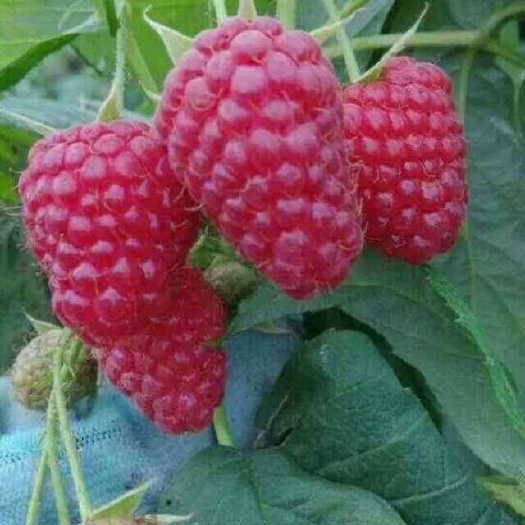 白山树莓苗，红树莓苗，树莓苗种苗批发