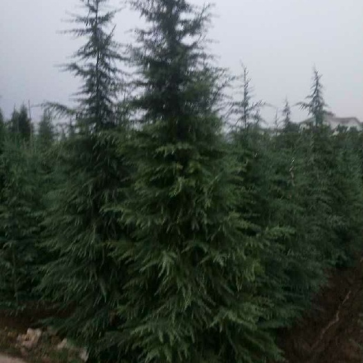 南京 三米雪松