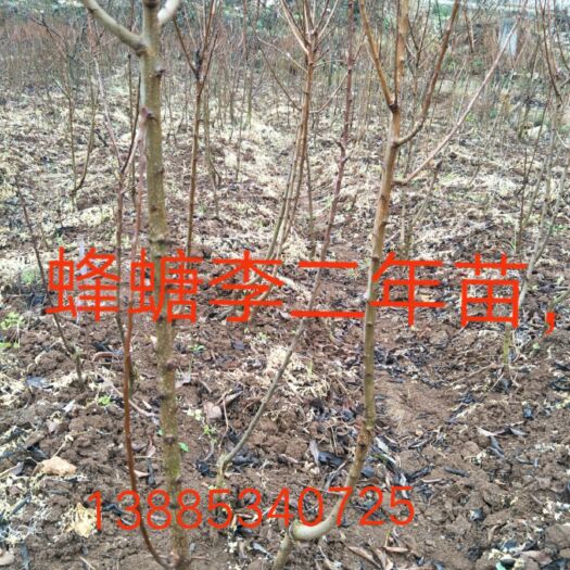 镇宁县蜂糖李苗 