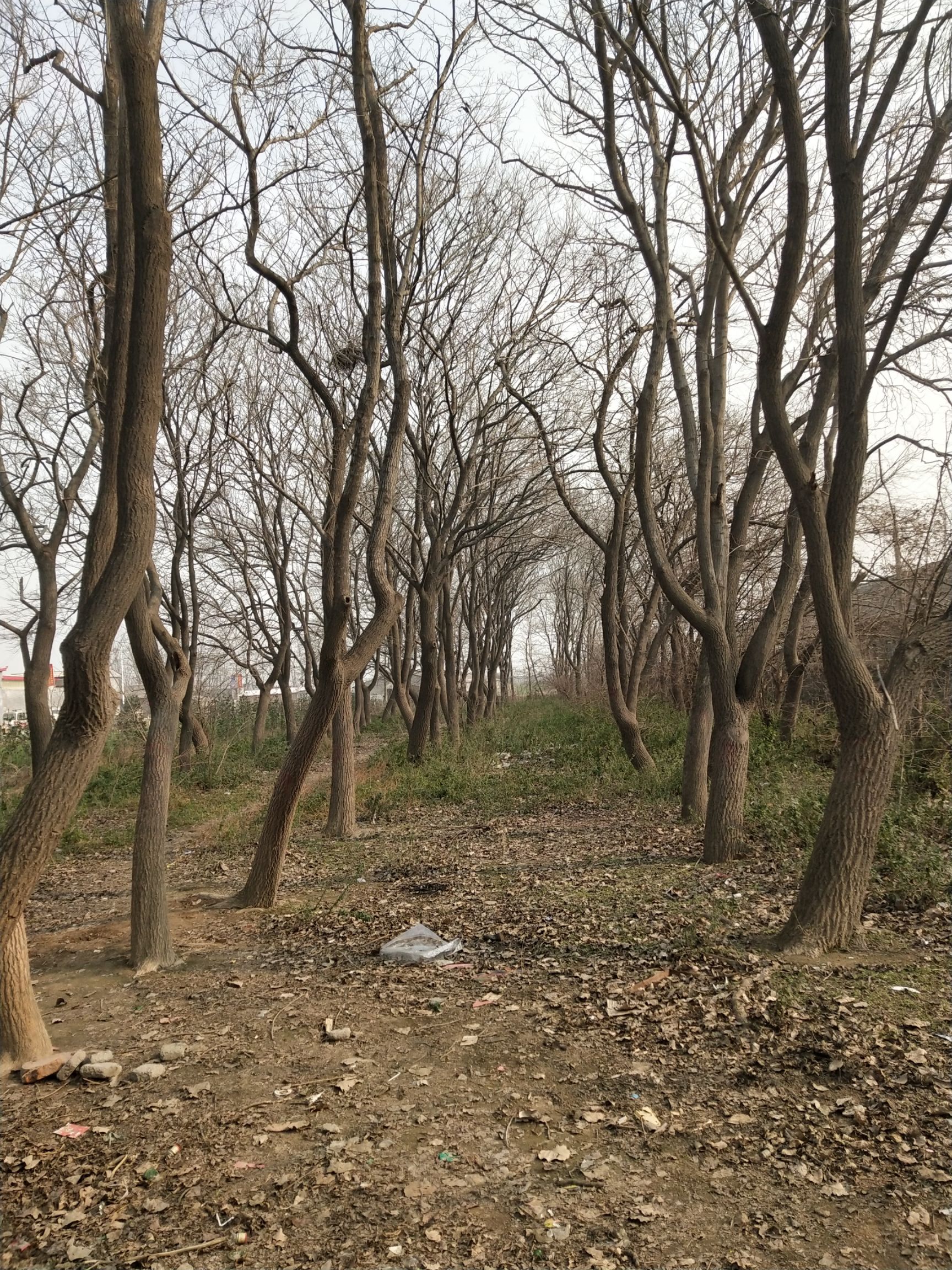 杜仲树。大树。出售出售，出售