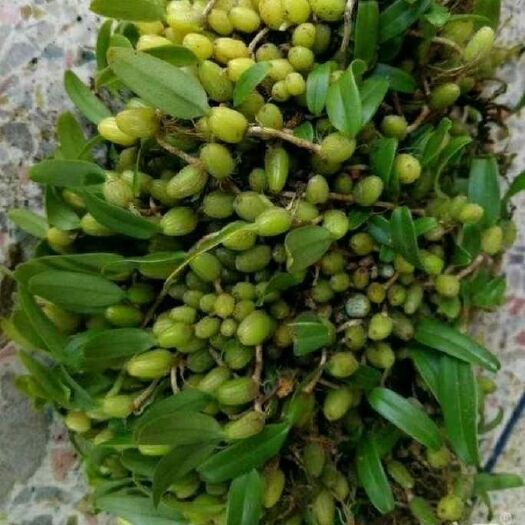 大姚县石橄榄小果