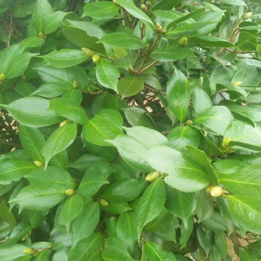全州县茶花树 140cm以上