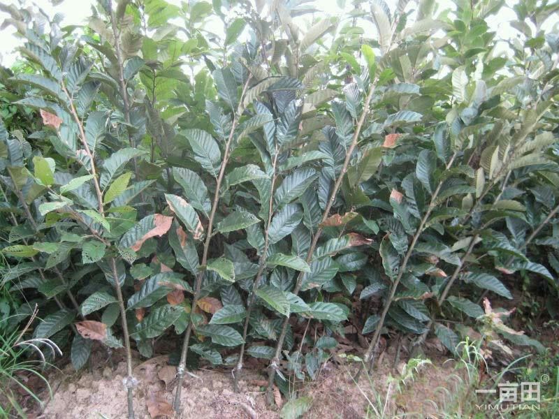 大红袍板栗苗 嫁接苗 1~1.5米 