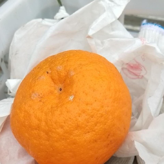 蒲江县耙耙柑 统货 3两以上