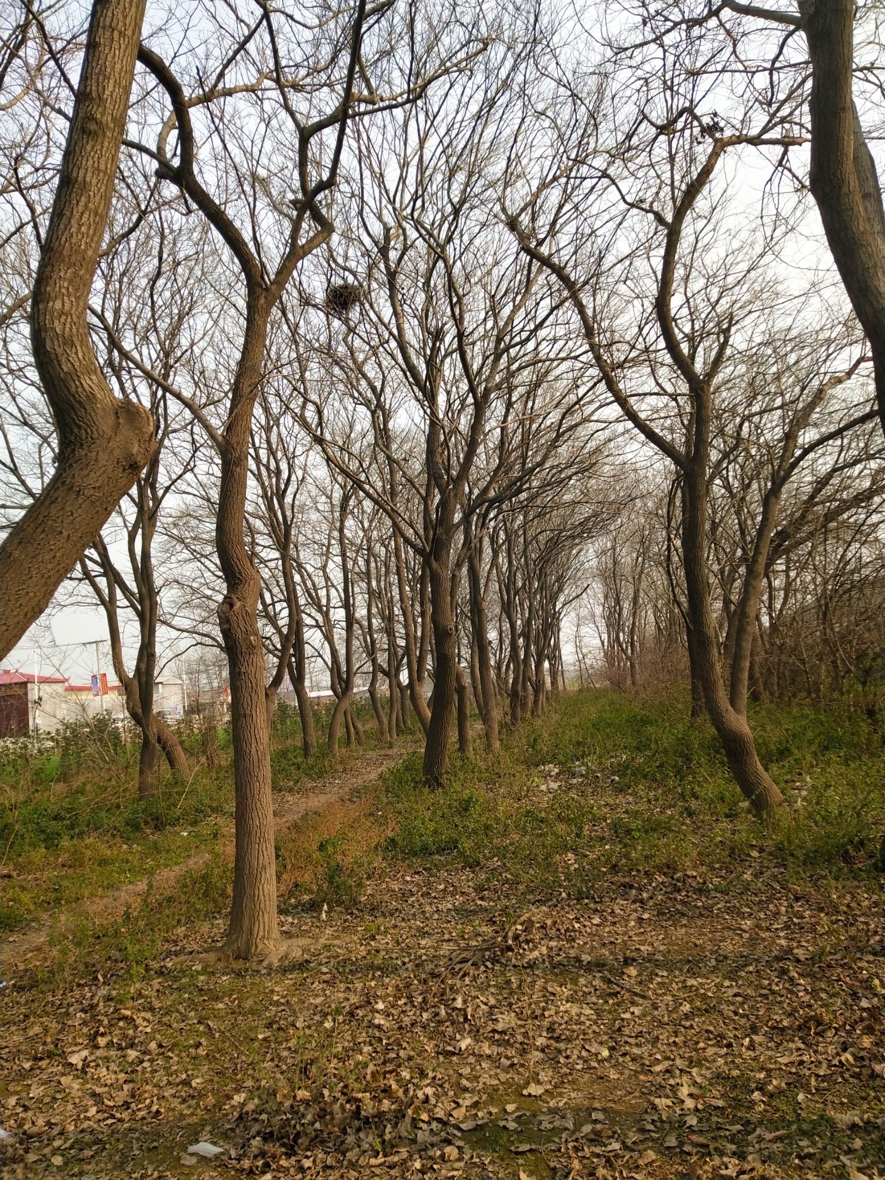 杜仲树。大树。出售出售，出售