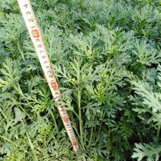 宜良县小叶茼蒿 15~20cm 