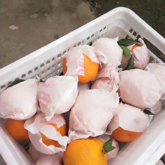 蒲江县耙耙柑 次果大量批发