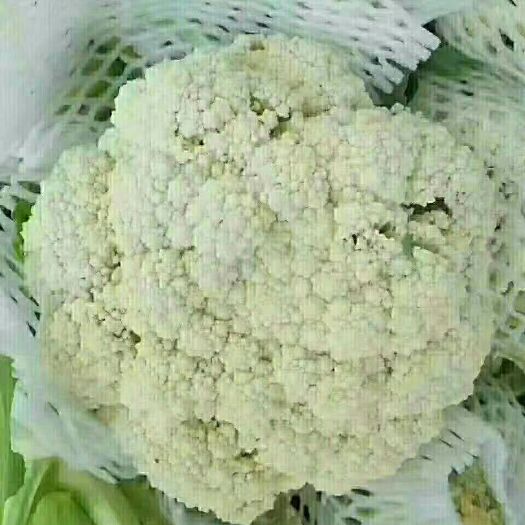 郯城县白花菜花-基地直供-货源充足。